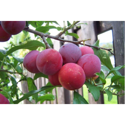 Plum Tree - Toka Plum Tree - Toka