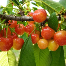 Sweet Cherry Tree - White Gold Sweet Cherry Tree - White Gold