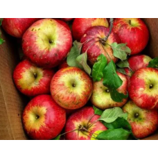 Apple Tree - Wolf River Apple Tree - Wolf River