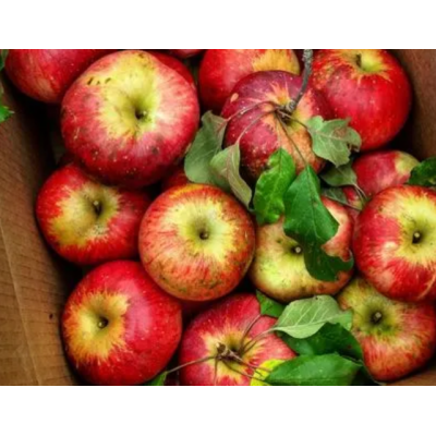 Apple Tree - Wolf River